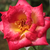 Geel - rood - Grandiflora-floribunda roos - Dick Clark